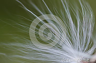 Nature Abstract â€“ Milkweed Fibers Stock Photo